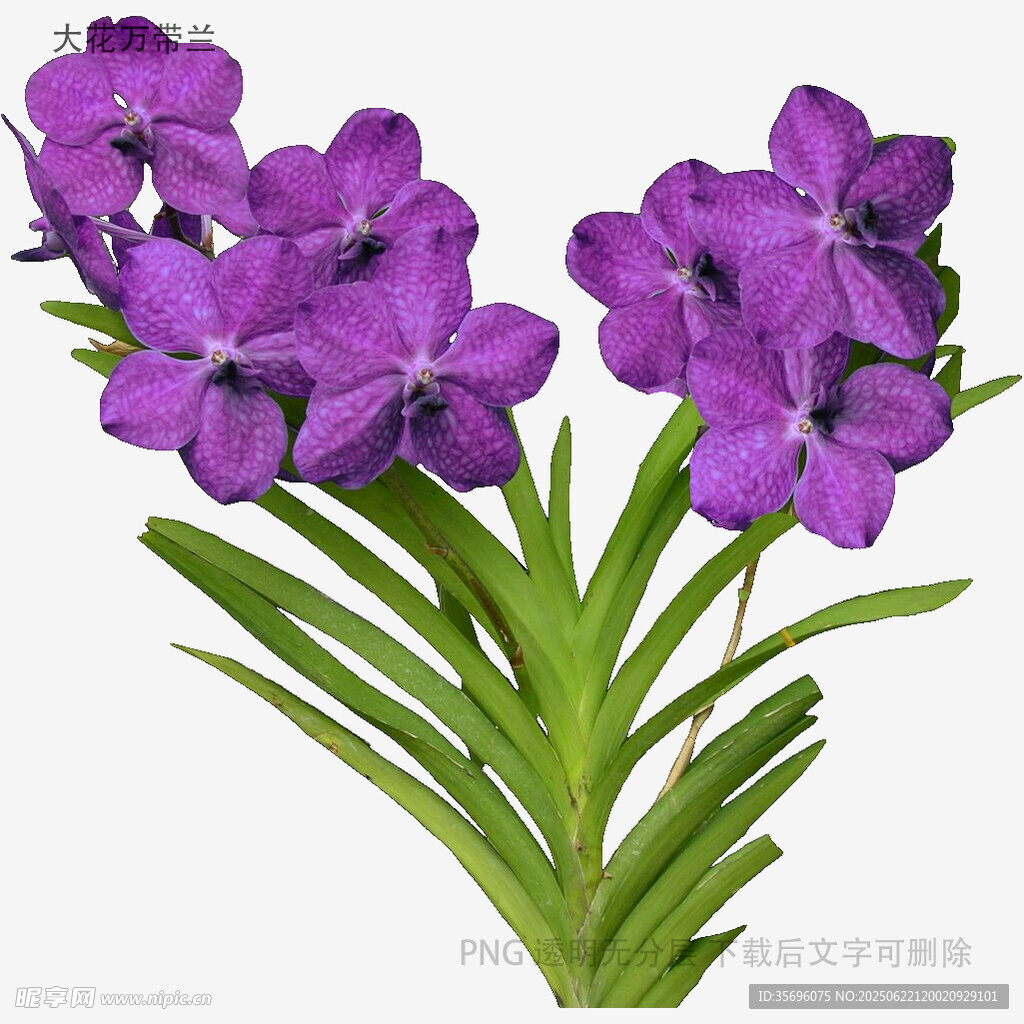 紫色美麗花卉植物特寫