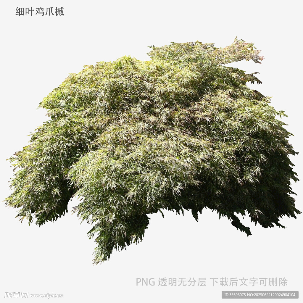 枝葉繁茂的綠色灌木