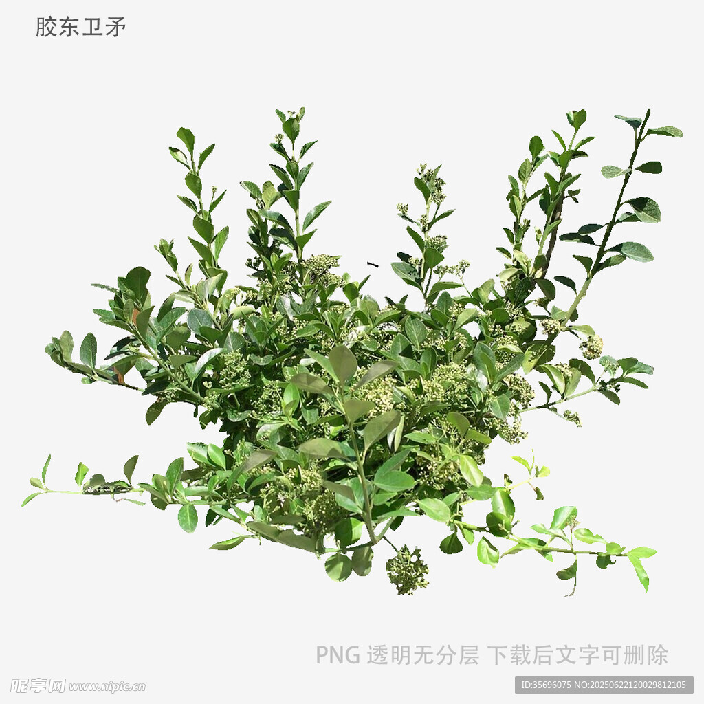 新鮮嫩綠的野生馬齒莧