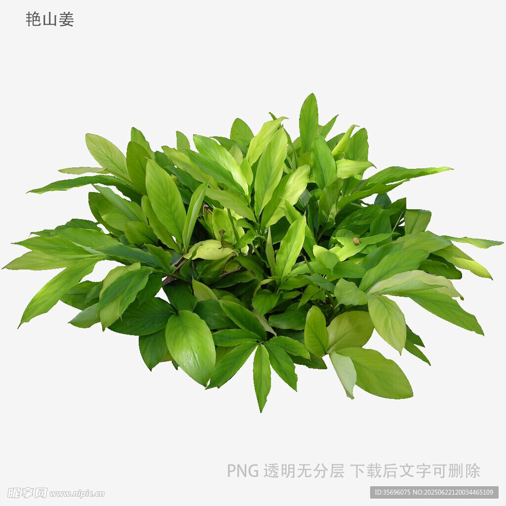 翠綠茂盛的綠植盆栽
