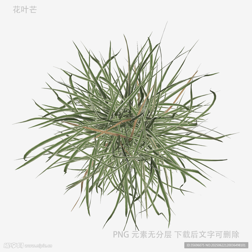 球形松針植物特寫