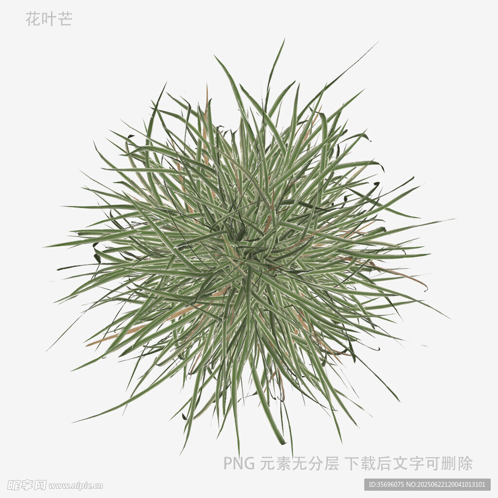 綠色蓬松草植物模型