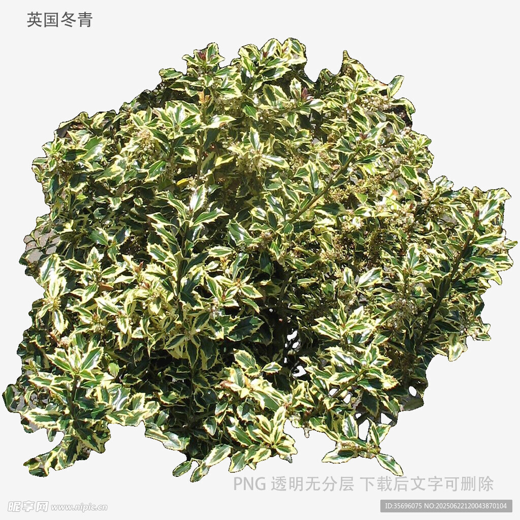 翠綠繁茂的植物景觀