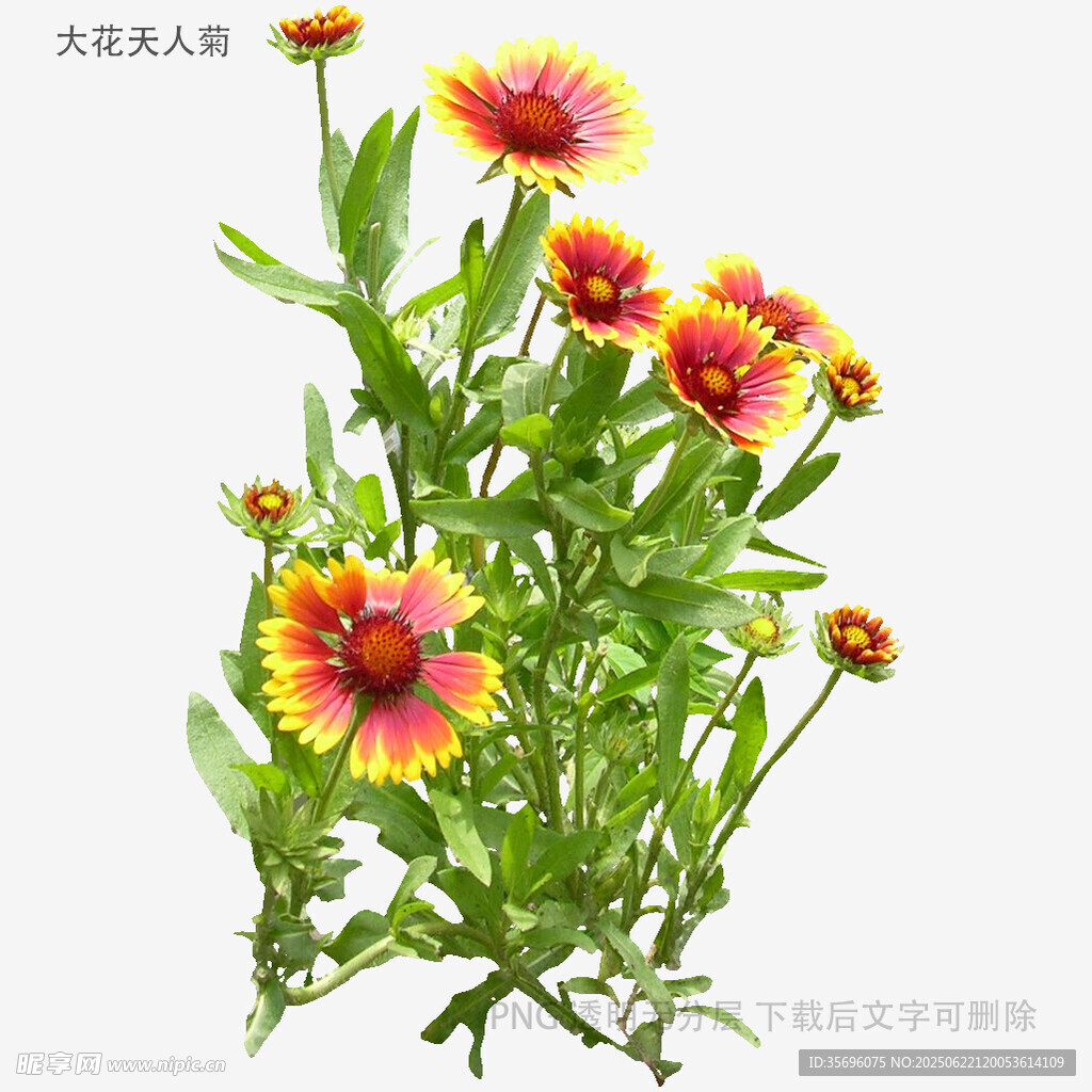 天人菊綻放的美麗瞬間