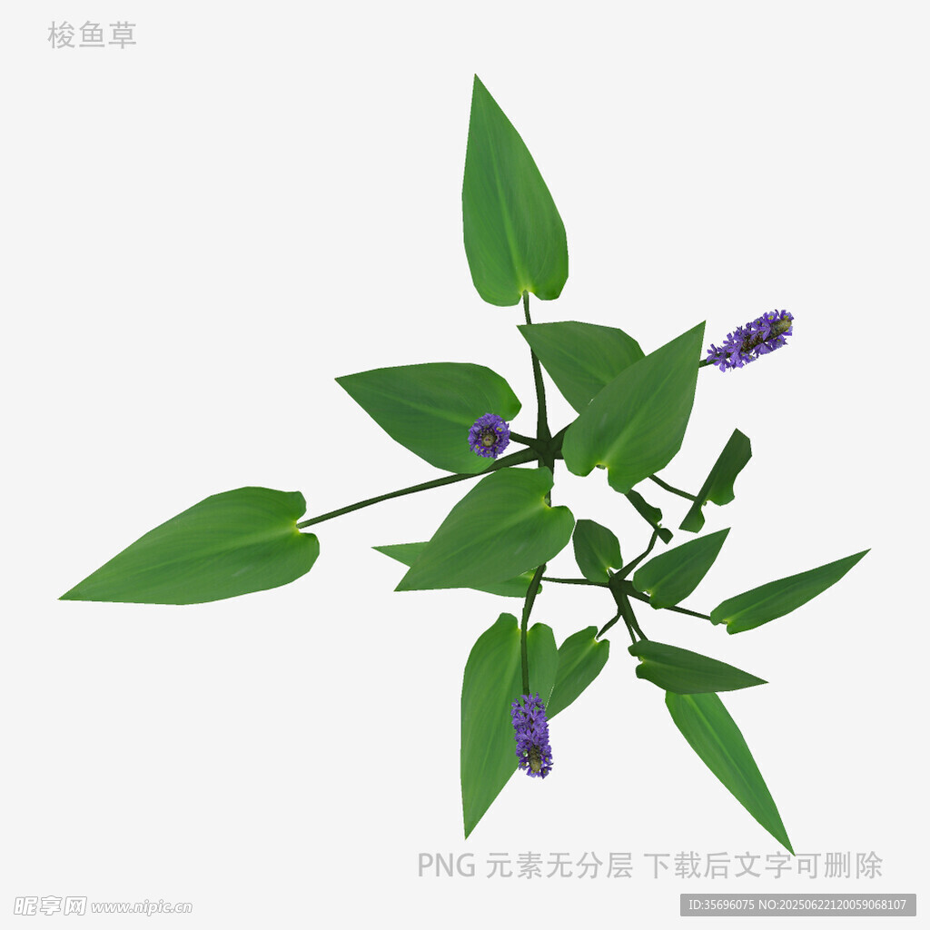 紫花綠葉植物特寫