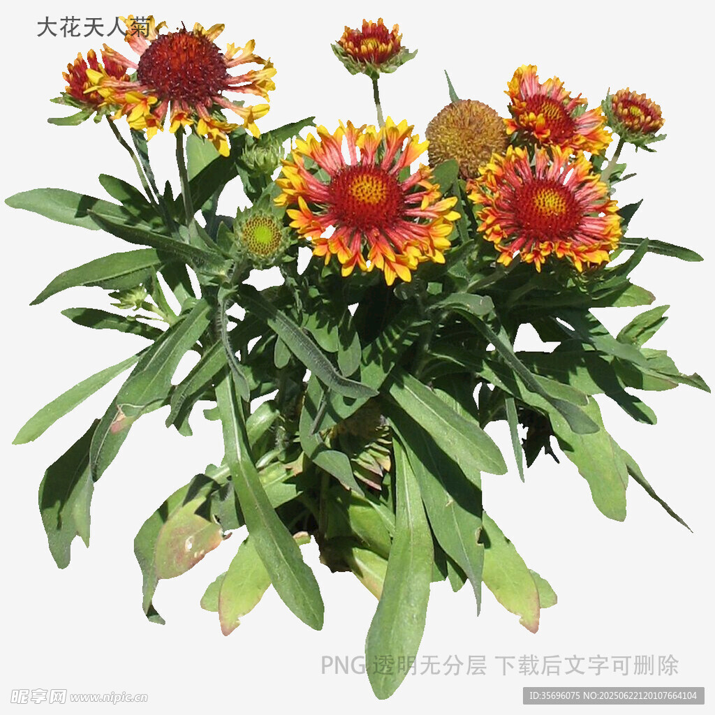 多彩菊叢綻放生機