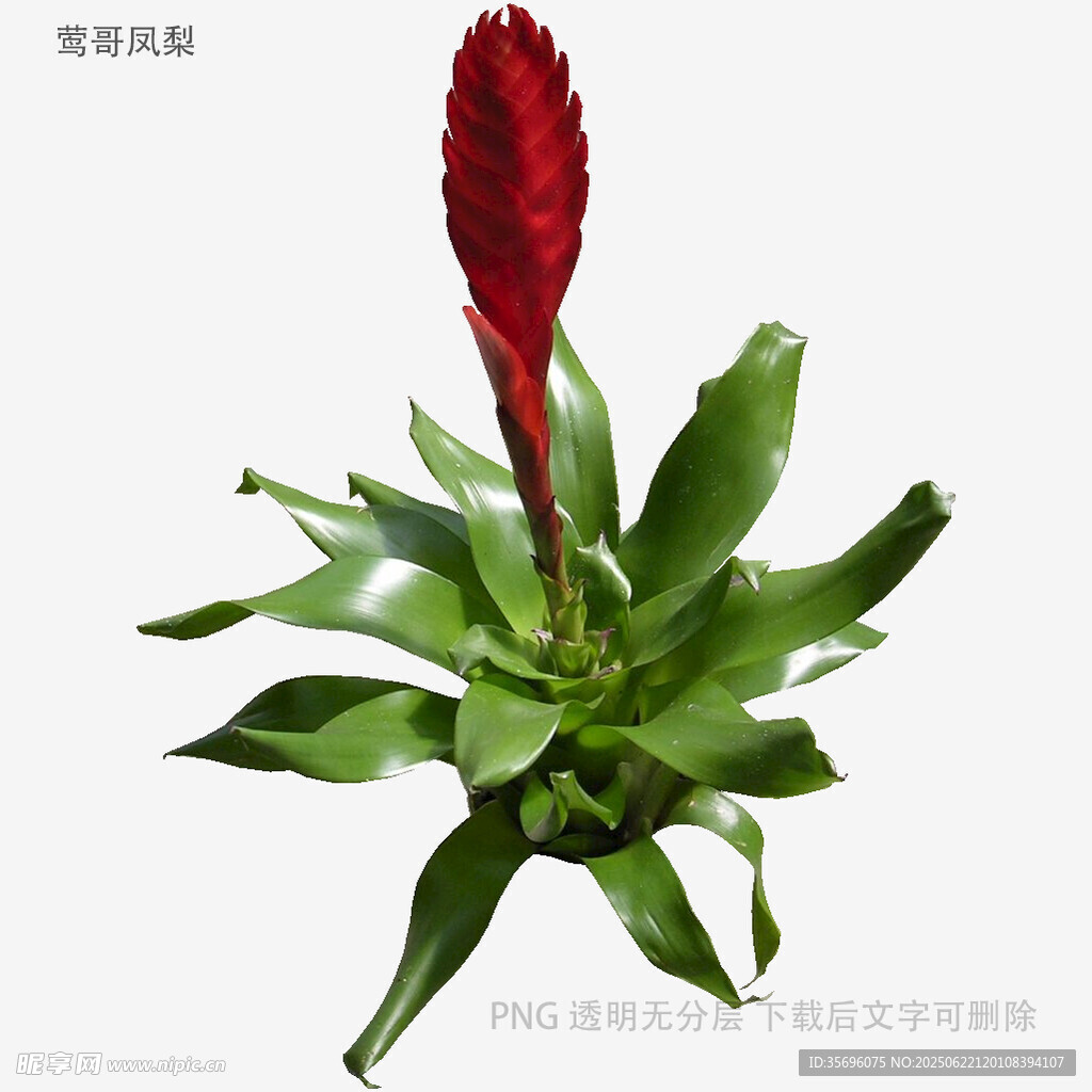 艷麗紅穗鳳梨植物特寫
