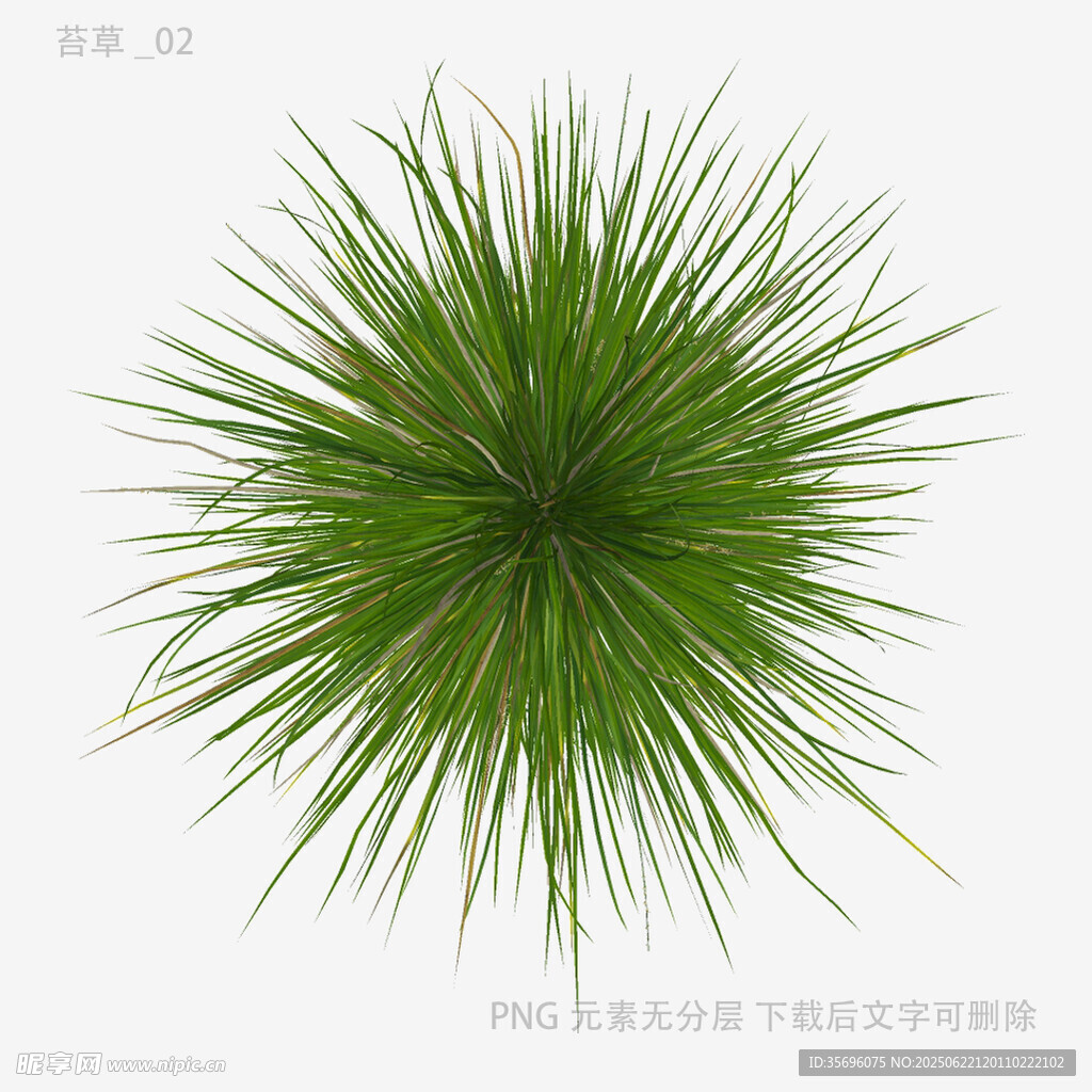 綠色蓬松草球植物特寫