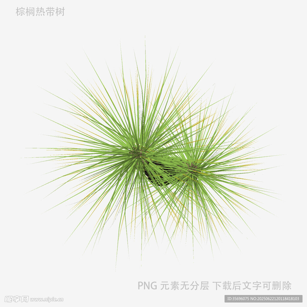 兩株翠綠松針