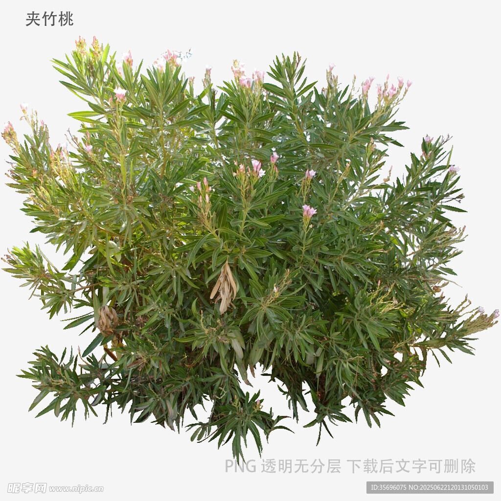 翠綠繁茂的灌木植物