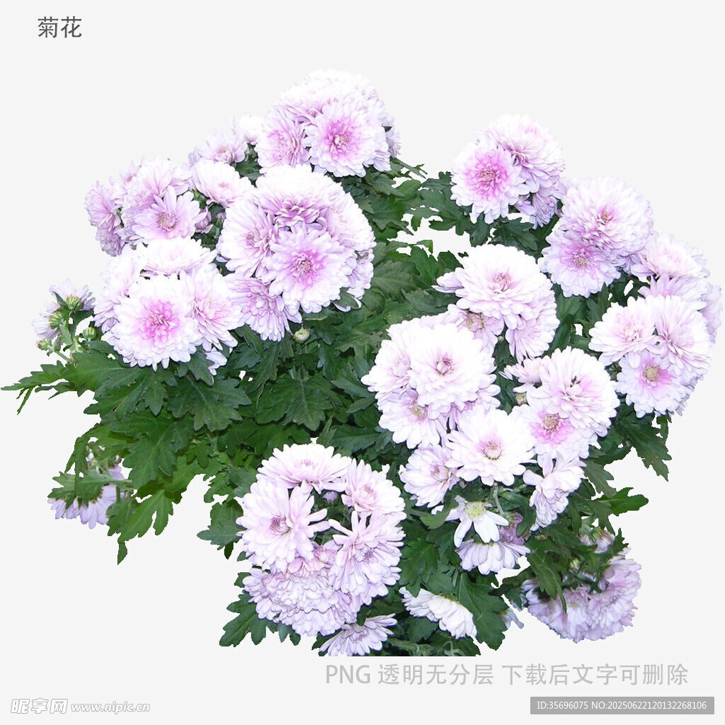 淡紫色菊花綻放