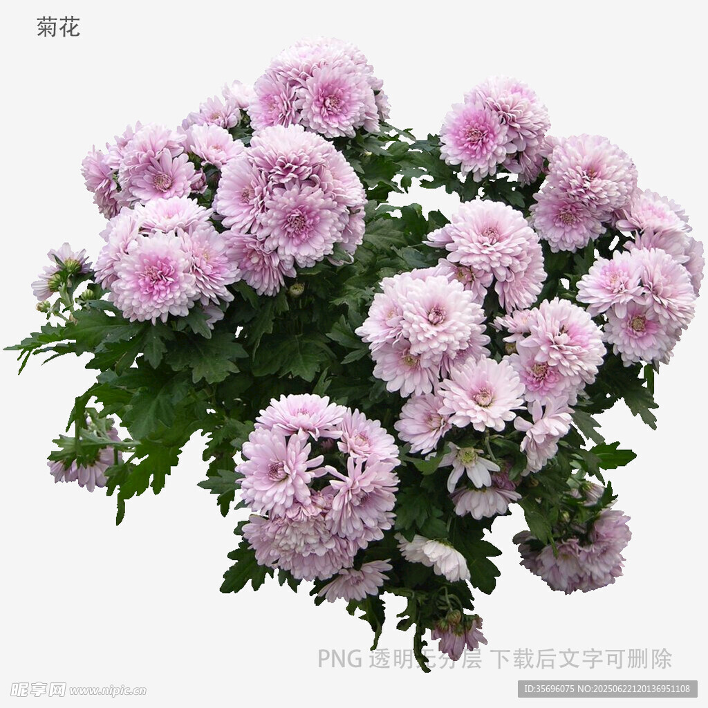 粉色菊花綻放