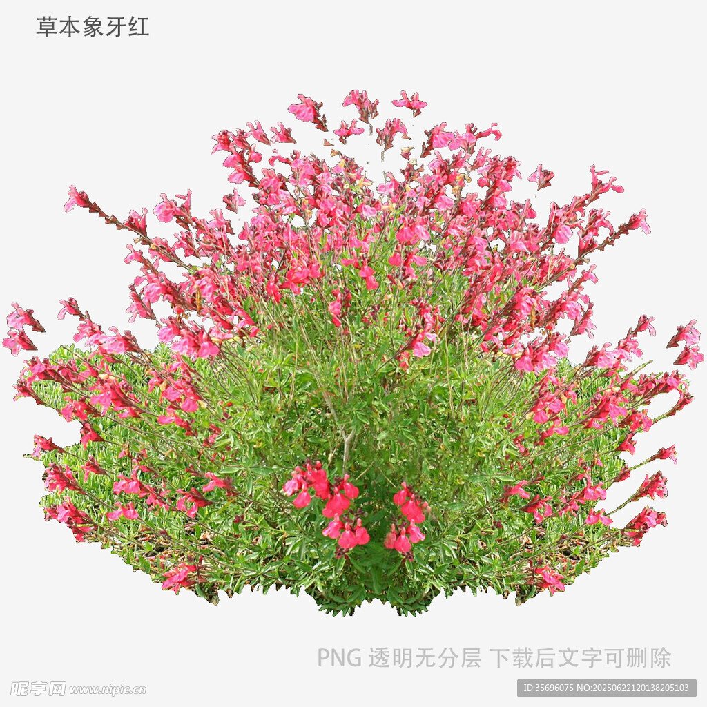 粉色花卉綠植盆栽景觀