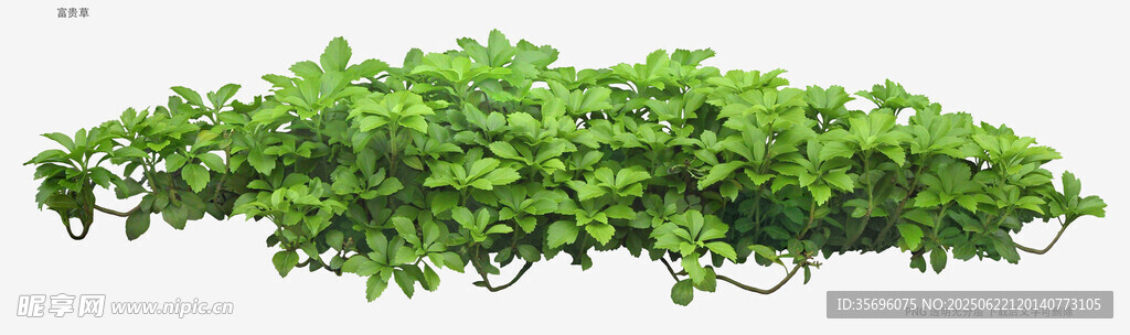 翠綠繁茂的叢生植物