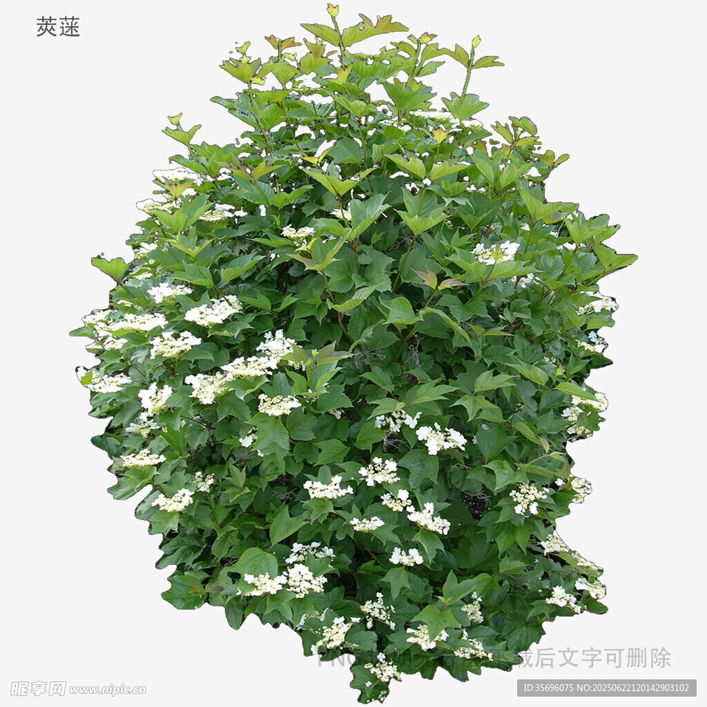 植物