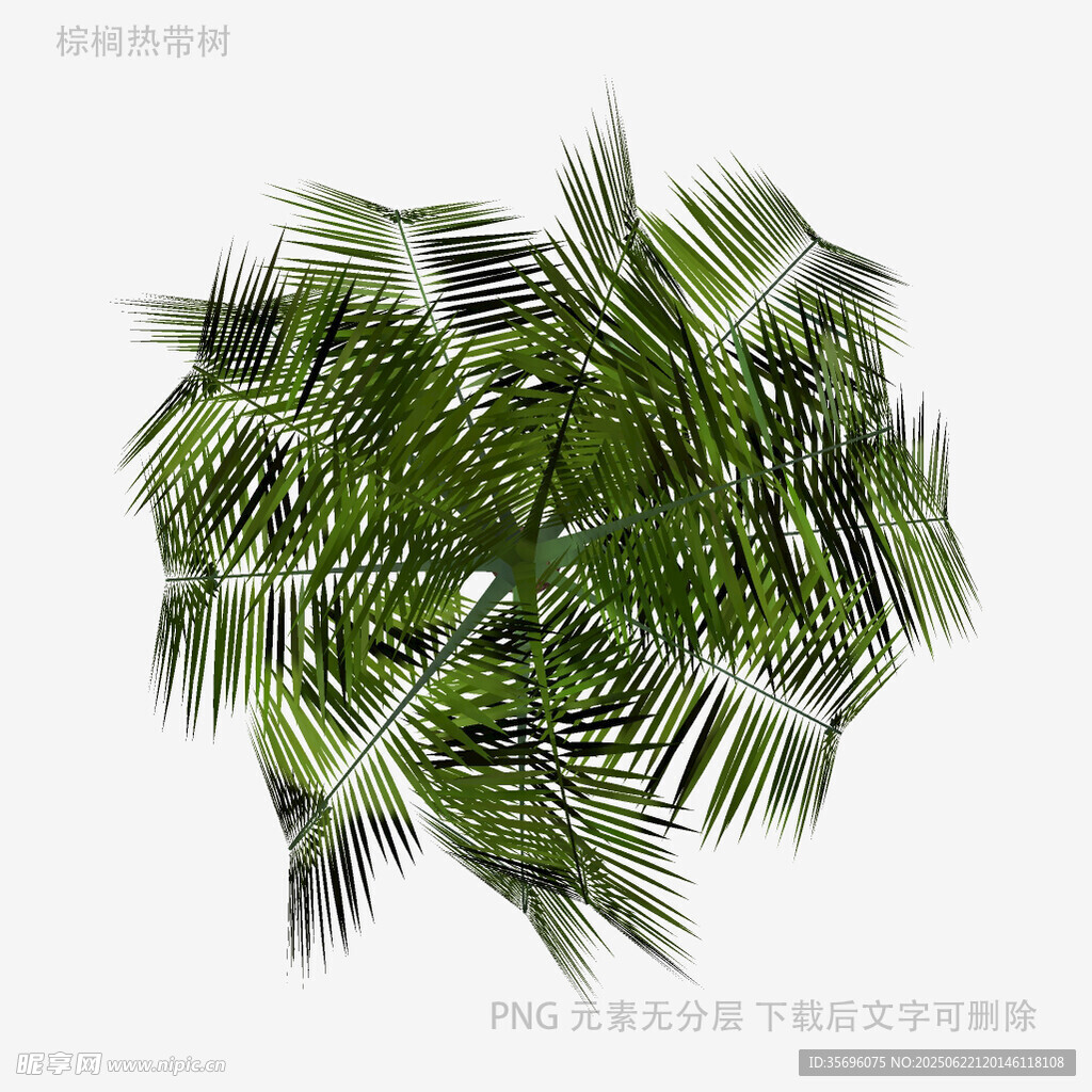 翠綠棕櫚葉特寫