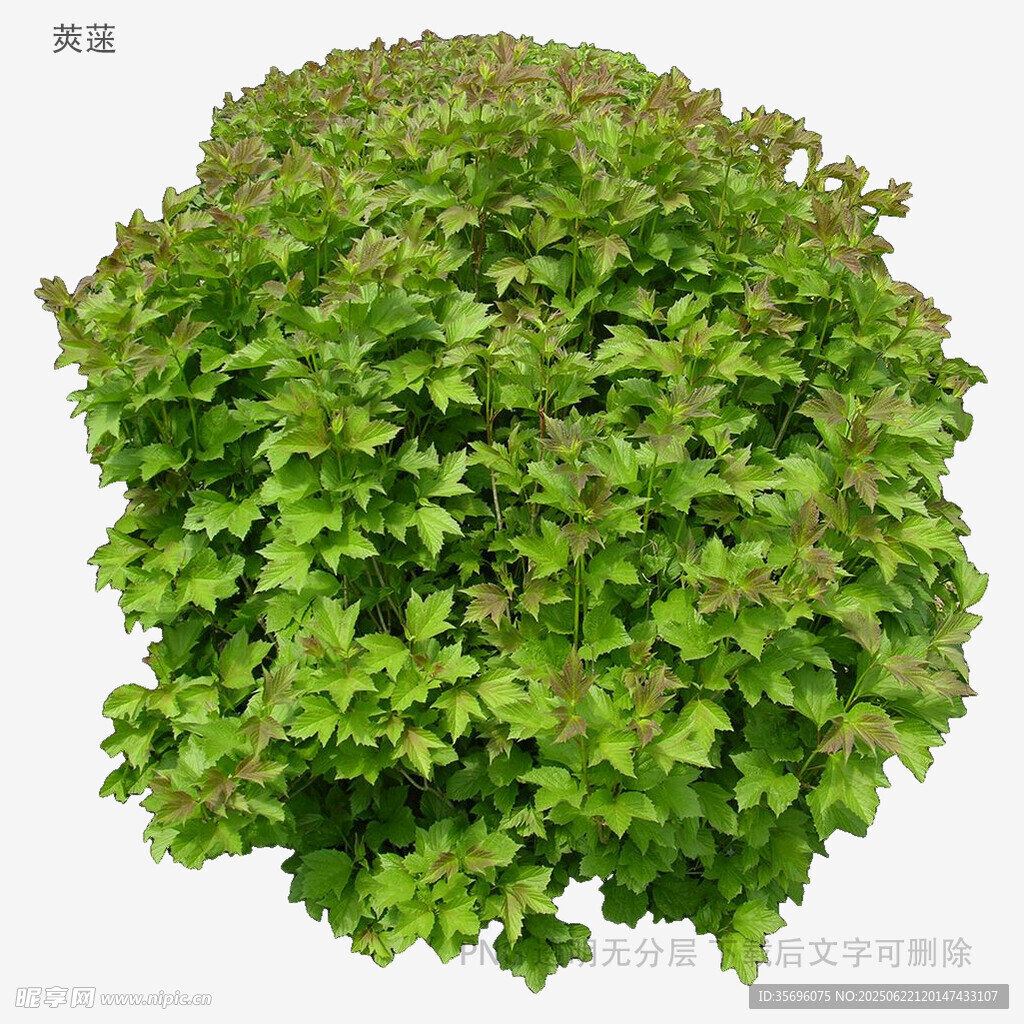 球形綠植