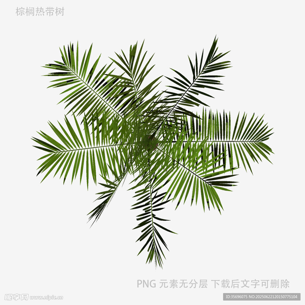 熱帶棕櫚樹(shù)葉植物素材