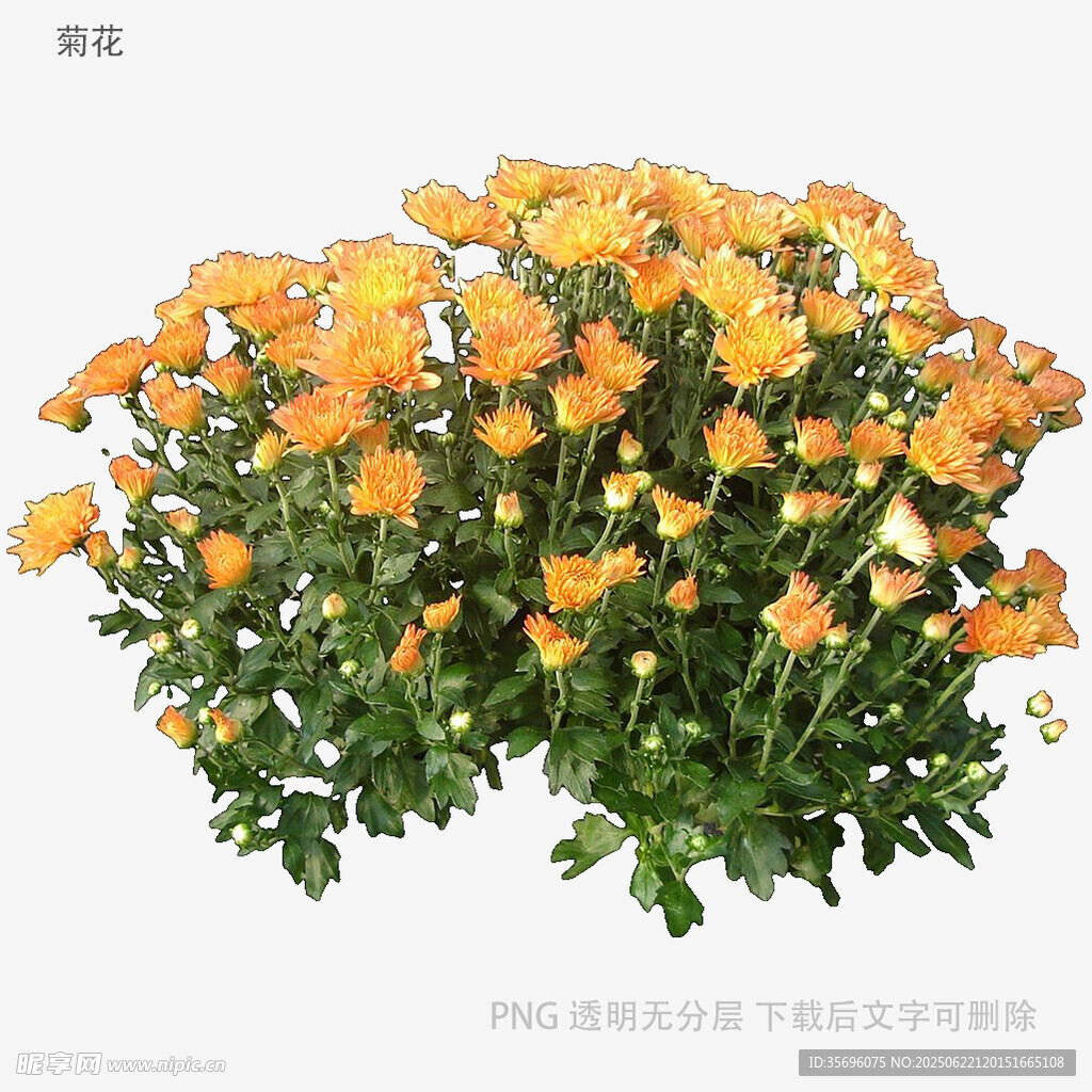橙色菊花綻放