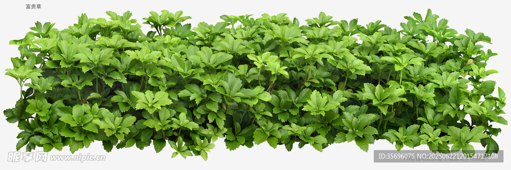 翠綠植物墻