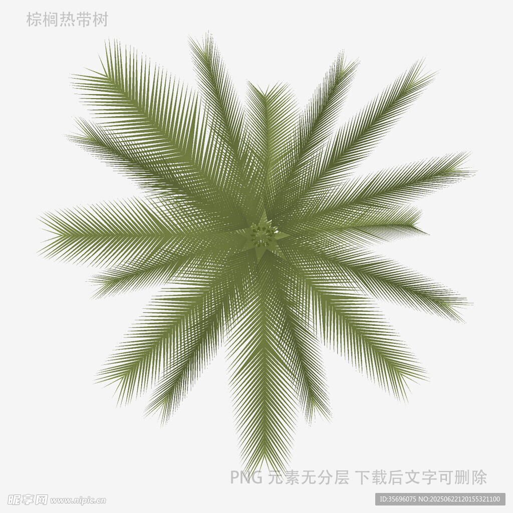 綠色棕櫚葉植物特寫