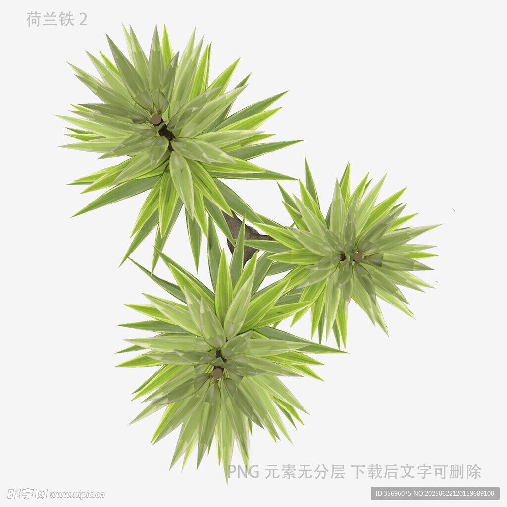 三株翠綠龍舌蘭植物