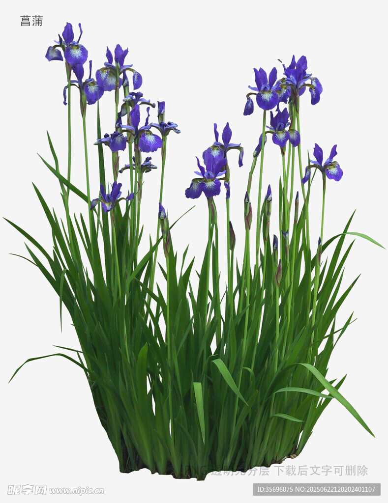 紫色鳶尾花盆栽