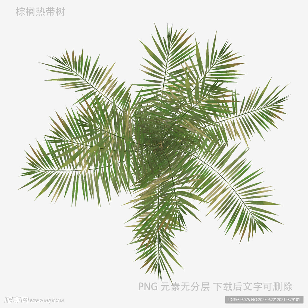 綠色棕櫚葉植物特寫