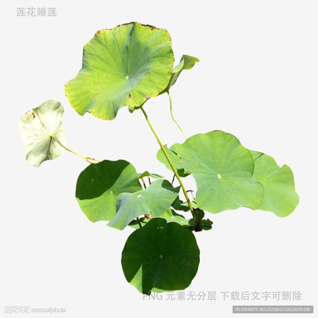 清新荷花荷葉植物圖