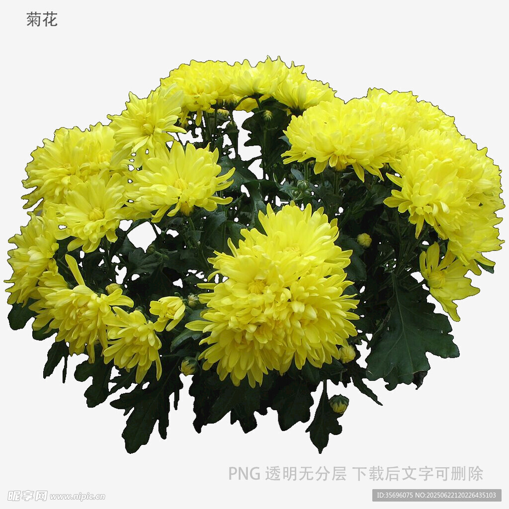 黃色菊花綻放