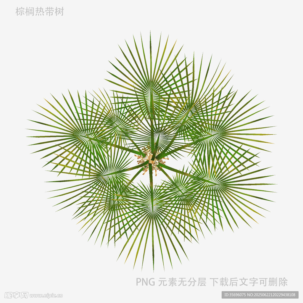 扇形棕櫚葉特寫