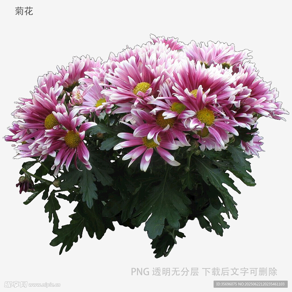 粉色菊花盆栽綻放美麗