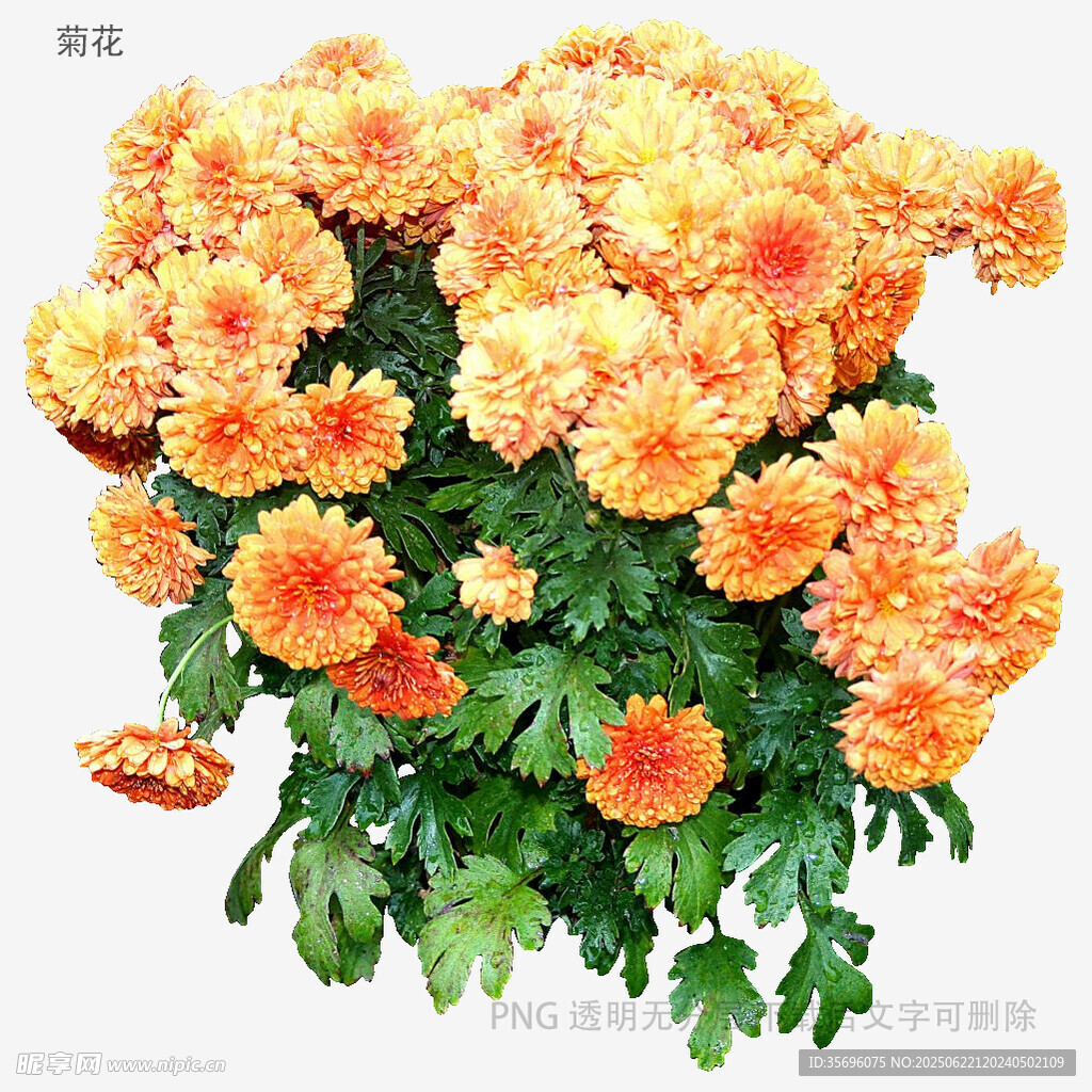 橙色菊花綻放