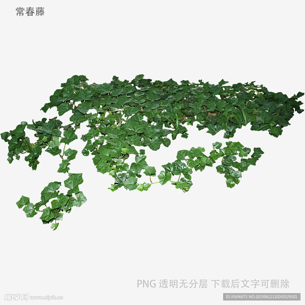 翠綠藤蔓植物素材圖