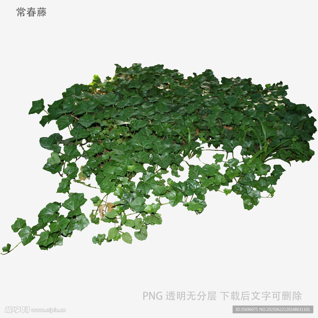 翠綠常春藤植物葉片特寫
