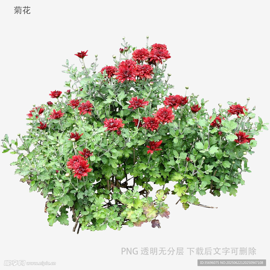 盛開的紅色花卉盆栽