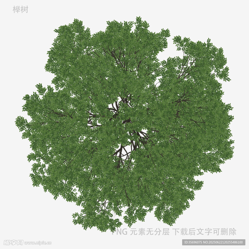 俯視視角的繁茂綠樹頂視圖
