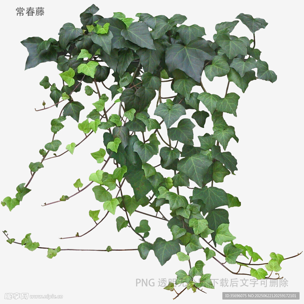 翠綠常春藤植物垂蔓景象