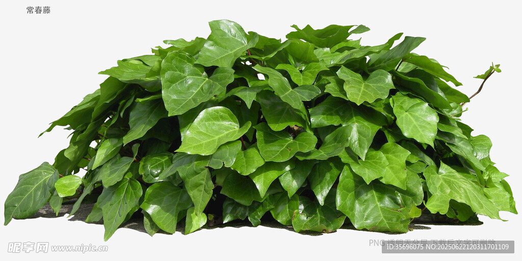 茂盛綠蘿盆栽