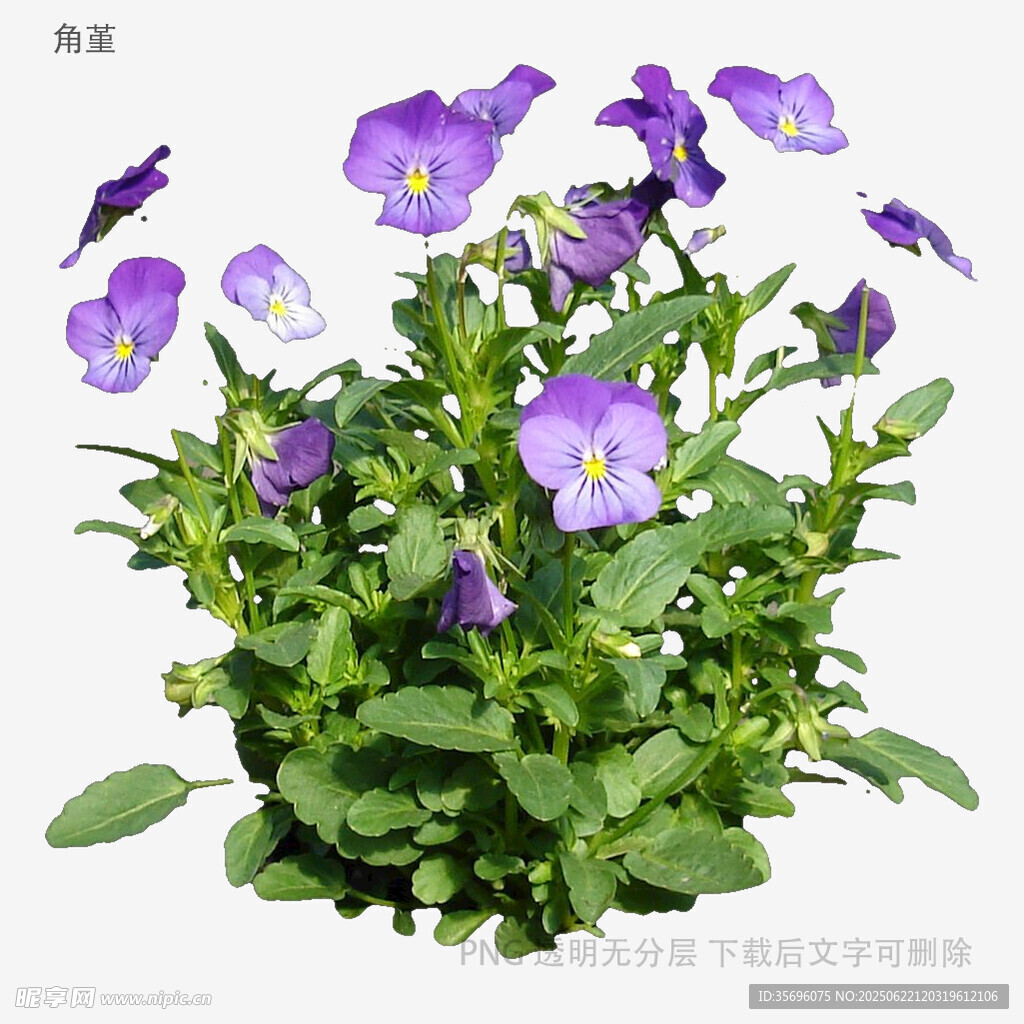 紫色三色堇盆栽花卉