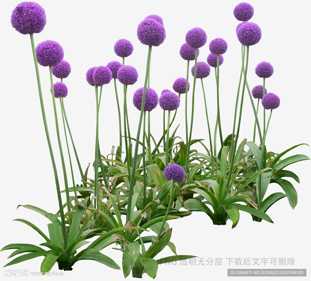 紫色絨球花植物景觀