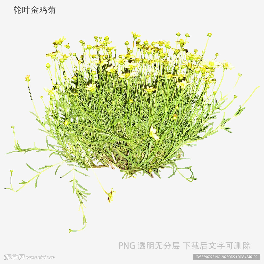 黃色小花叢植物特寫