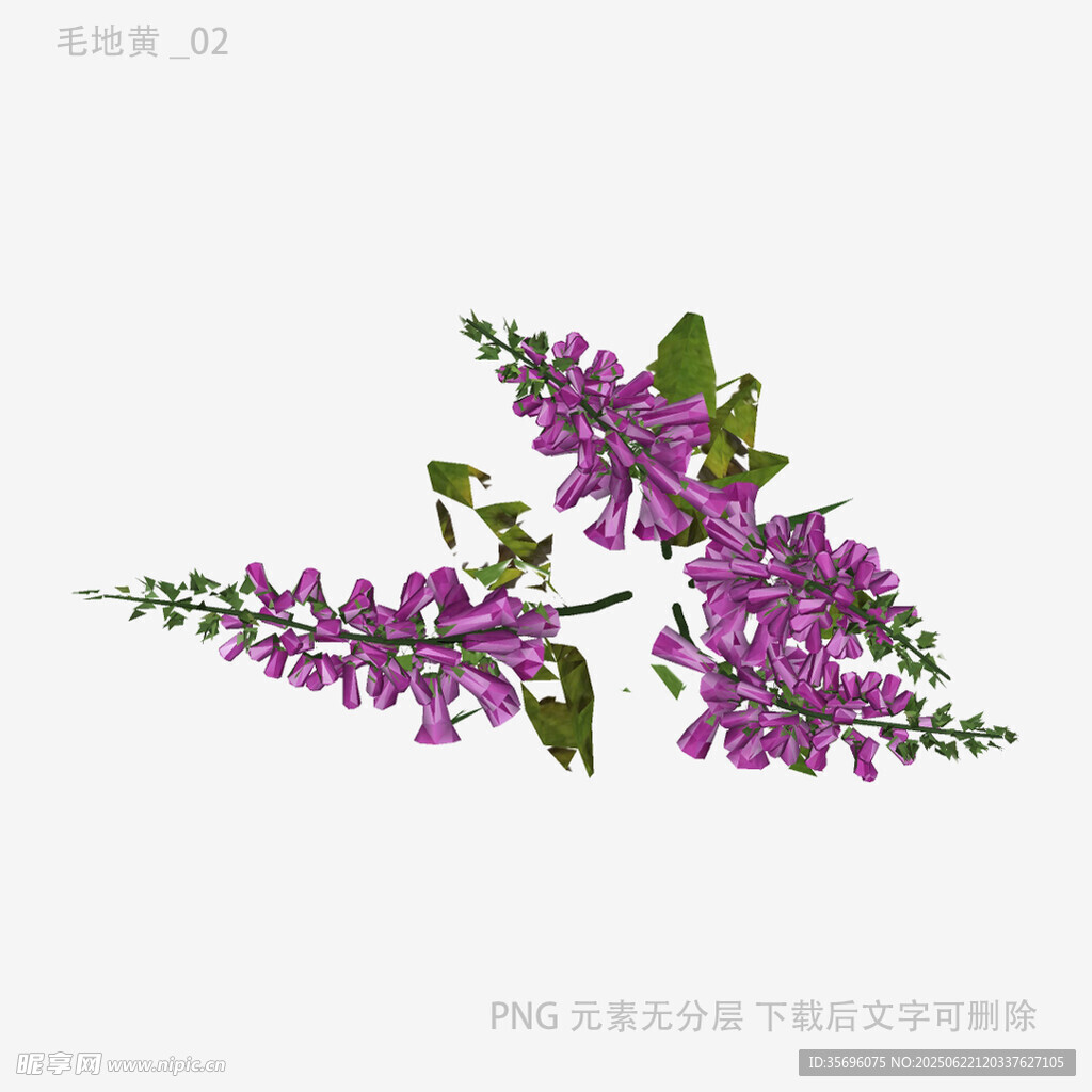 紫色花卉植物特寫
