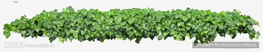 翠綠藤蔓植物墻