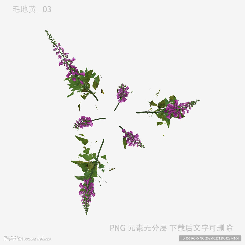 紫色花卉植物特寫