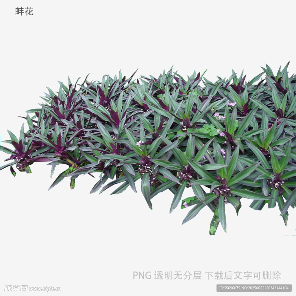 紫邊綠葉植物3D模型