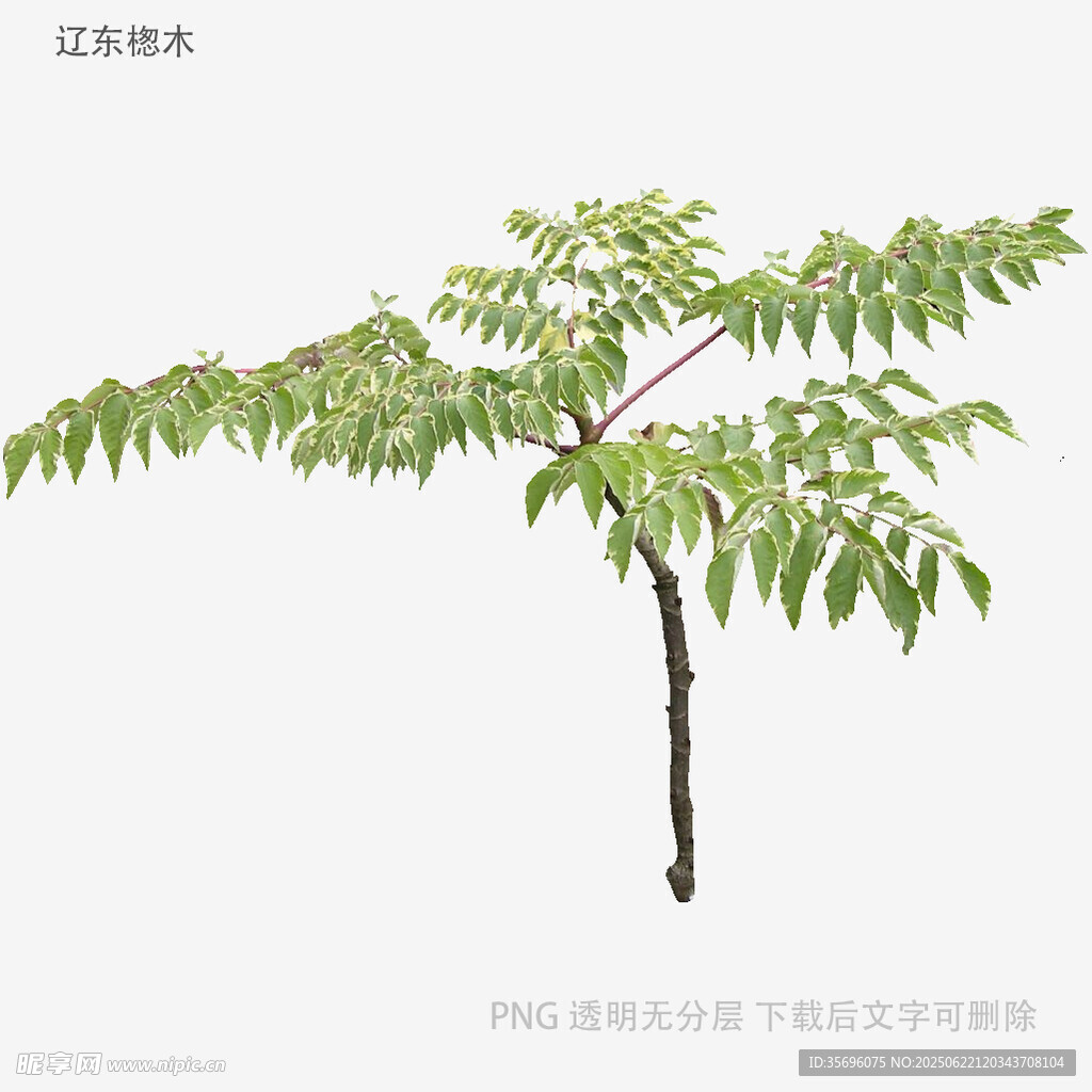單株綠植展示