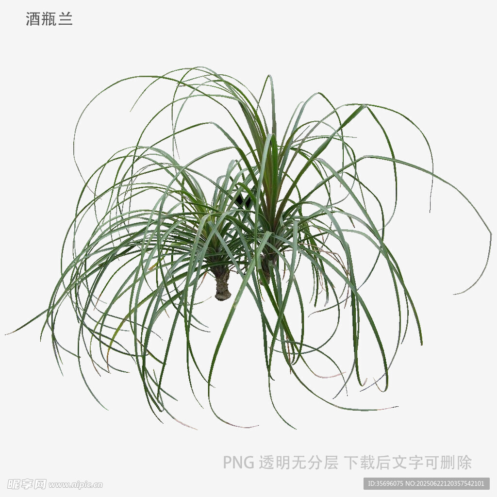 飄逸空氣鳳梨植物特寫