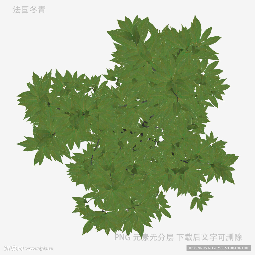 綠色繁茂樹葉頂視圖