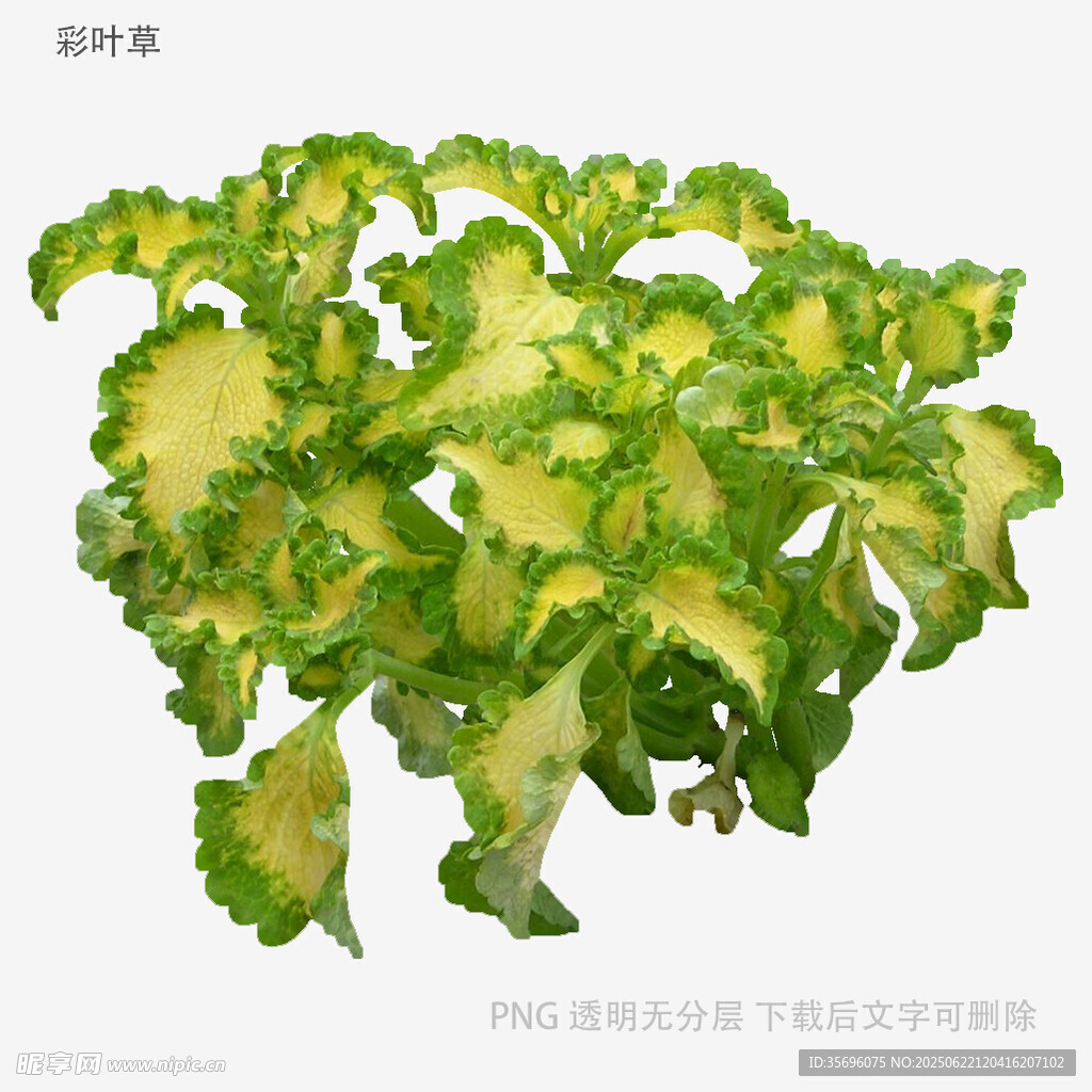 黃綠相間羽衣甘藍植物
